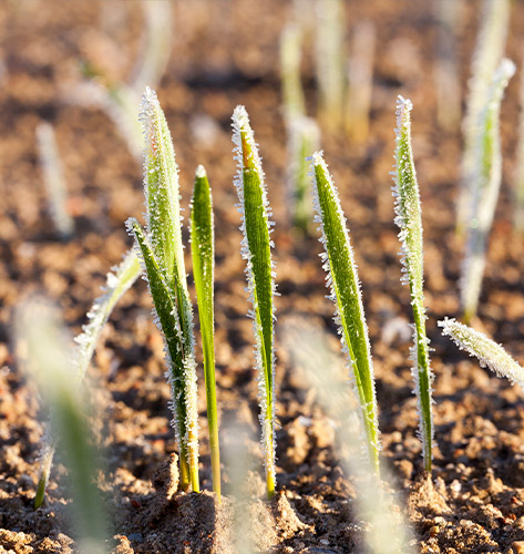 Houston Helicopter Frost and Ice